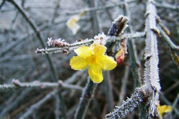 Pourquoi ma plante de jasmin semble-t-elle morte après l'hiver ?