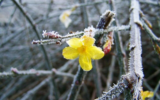 Pourquoi ma plante de jasmin semble-t-elle morte après l'hiver ?