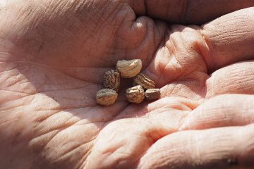 Quand planter des graines de capucine