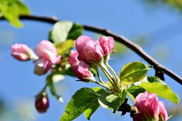 Quel âge a un prunier avant qu'il ne porte ses fruits ?