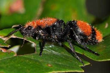 Qu'est-ce qui guérit les piqûres de fourmis ?