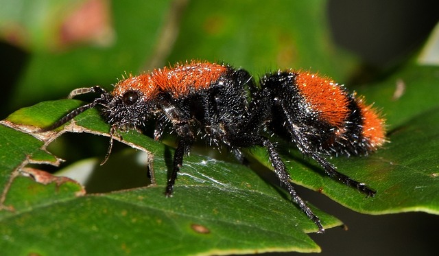 Qu'est-ce qui guérit les piqûres de fourmis ?