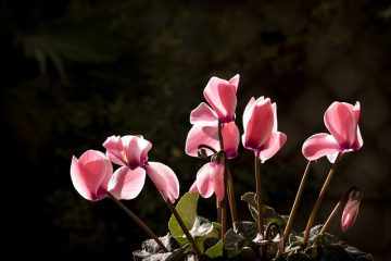 Soins des plantes et cyclamen