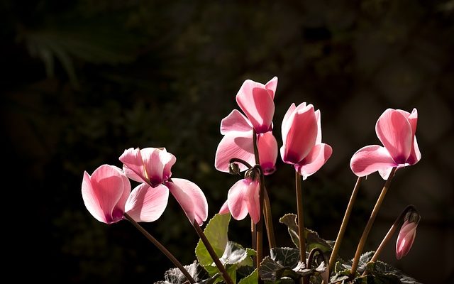 Soins des plantes et cyclamen