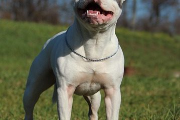 Staffordshire Bull Terrier Problèmes de santé