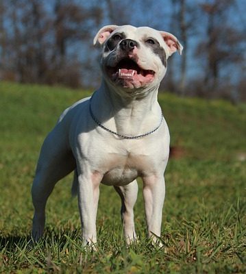 Staffordshire Bull Terrier Problèmes de santé