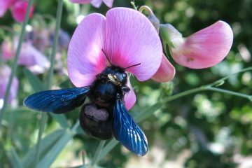 Une façon naturelle d'obtenir des acariens sur mon oiseau Budgie Bird.