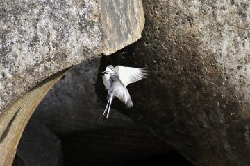 Adaptation des papillons de l'aile d'oiseau