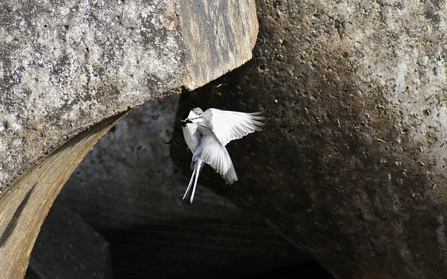 Adaptation des papillons de l'aile d'oiseau