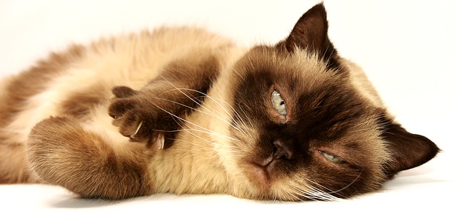 Alstroemeria est-il dangereux pour les chats ?