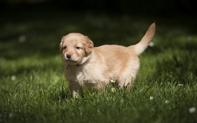 Comment aider un chihuahuahua à donner naissance à un chihuahua