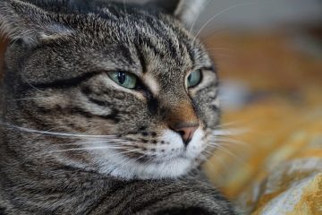 Comment arrêter la douleur des dents de sagesse