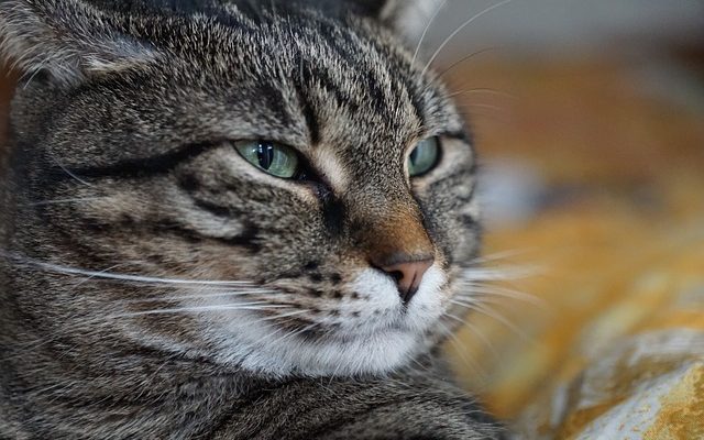 Comment arrêter la douleur des dents de sagesse