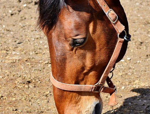 Comment compléter les chevaux avec de la silice et du silicium