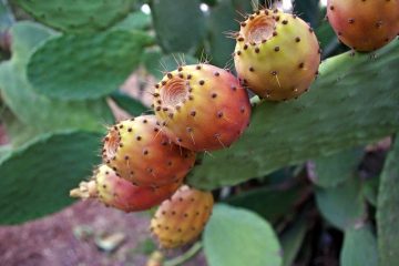 Comment cultiver des cactus de figues de barbarie à partir de graines