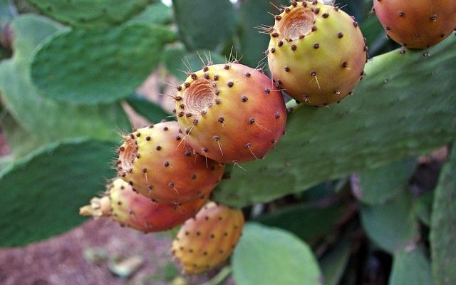 Comment cultiver des cactus de figues de barbarie à partir de graines