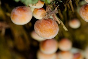 Comment cultiver des champignons à partir d'empreintes de spores