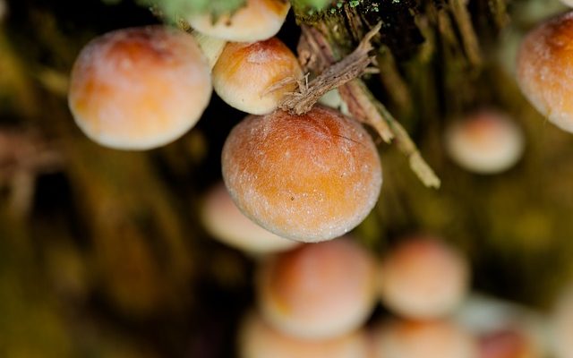 Comment cultiver des champignons à partir d'empreintes de spores