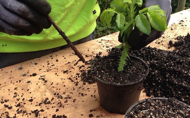 Comment cultiver le daphné à partir de boutures
