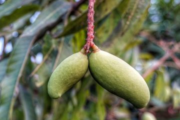 Comment dénoyauter une mangue