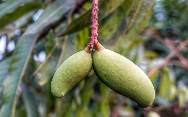 Comment dénoyauter une mangue