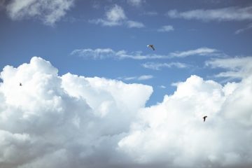 Comment empêcher les oiseaux d'entrer dans les voitures stationnées