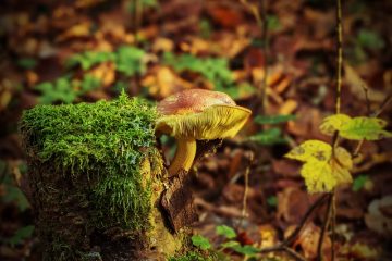 Comment enterrer les souches d'arbres