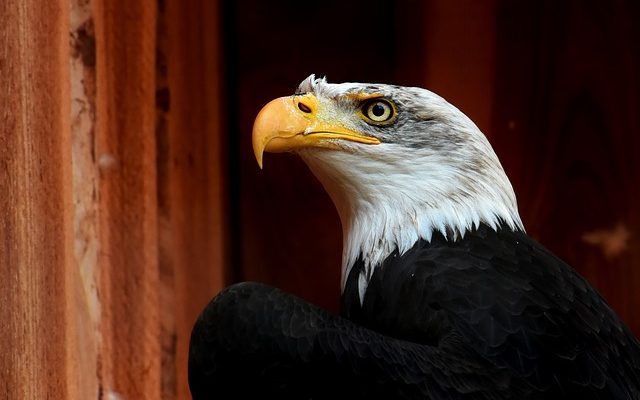 Comment faire des mangeoires pour oiseaux sans beurre d'arachide