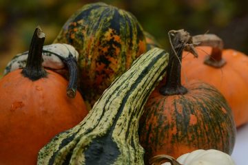 Comment faire pousser max citrouilles citrouilles