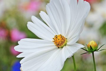 Comment faire pousser un marguerite