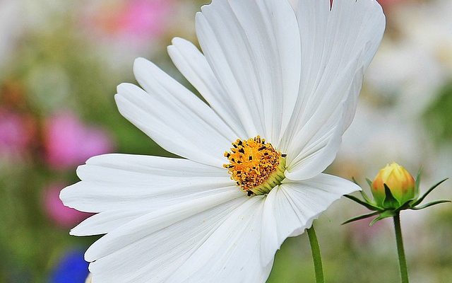 Comment faire pousser un marguerite