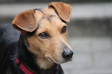 Comment faire un collier chirurgical pour un chien