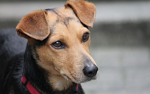 Comment faire un collier chirurgical pour un chien