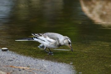 Comment faire un mini-étang faux