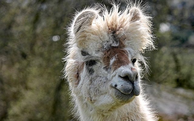 Comment faire une coupe balayée sur le côté des garçons