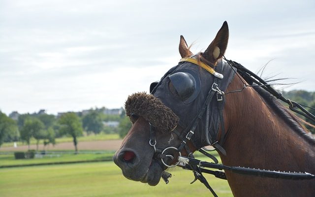 Comment Fit Full Cheek Snaffle Bits Snaffle Bits