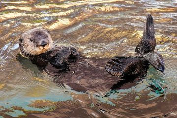 Comment identifier les traces d'animaux de la loutre