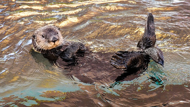 Comment identifier les traces d'animaux de la loutre