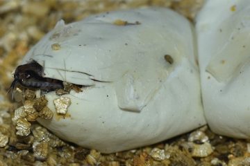 Comment les serpents pondent-ils leurs œufs ?