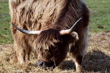 Comment nettoyer le lait des tapis de moquette