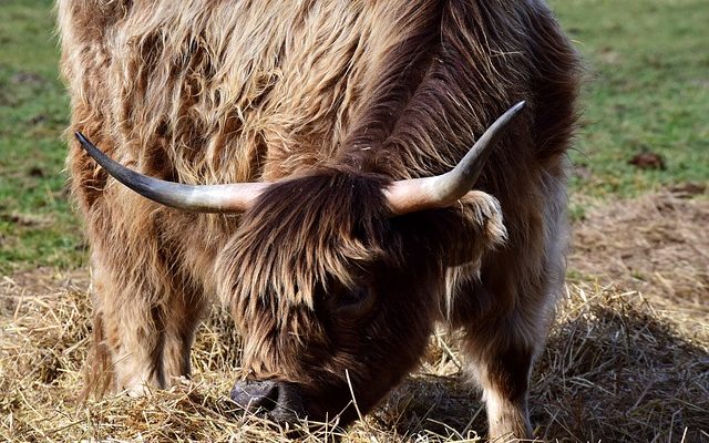 Comment nettoyer le lait des tapis de moquette