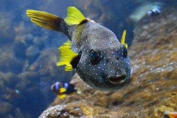 Comment nettoyer l'eau dure d'un réservoir à poisson