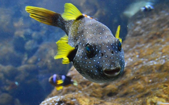 Comment nettoyer l'eau dure d'un réservoir à poisson