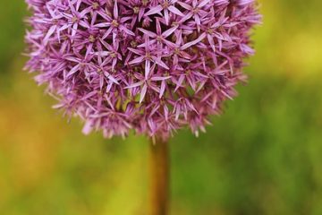 Comment prendre soin des alliums