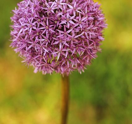 Comment prendre soin des alliums