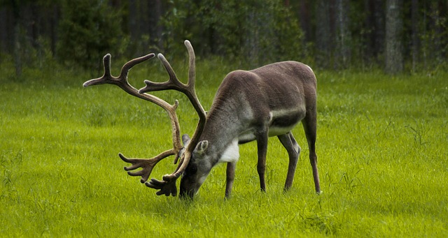 Comment sculpter les bois de cerf