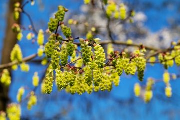 Comment tailler le chèvrefeuille des pruneaux d'hiver