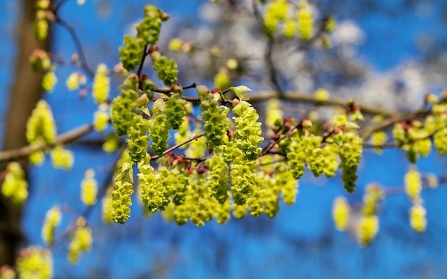 Comment tailler le chèvrefeuille des pruneaux d'hiver