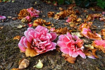 Comment transplanter des buissons de rhododendrons