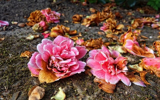 Comment transplanter des buissons de rhododendrons